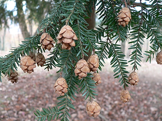 {Tsuga canadensis}